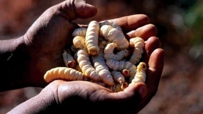 Witchetty grubs still on the menu for nine out of 10 Aboriginals