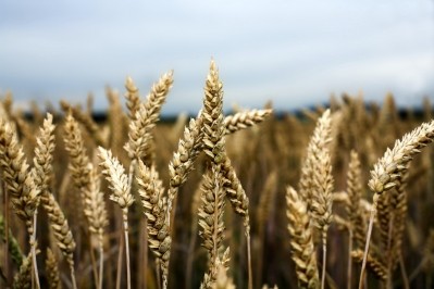 Japan halts imports on Western White wheat after GMO scare in the US, Monsanto says it will aid investigation