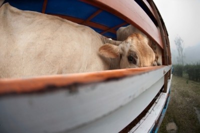 Mongolia has high hopes for its cattle export market