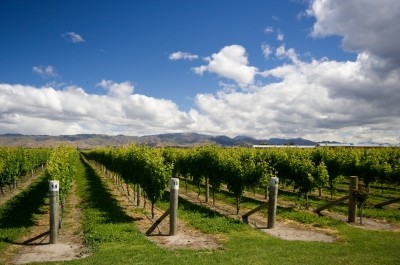 The Marlborough region (pictured) accounts for nearly 70% of NZ's vineyards. Pic:iStock/cosmity