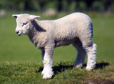 Australian lamb exports boosted by demand from Middle East and China