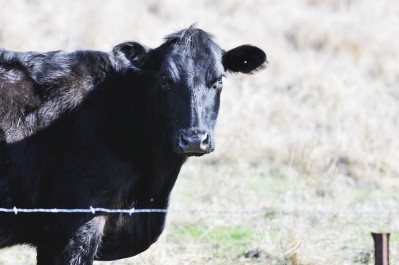 The country wants to increase its share of pure-breed beef cattle to 40-50%
