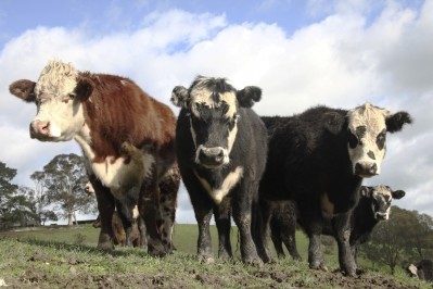 It may be stating the obvious, but the study said it's imperative to make "every cow count"