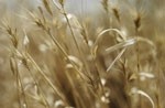 Salt-tolerant durum wheat variety developed in Australia