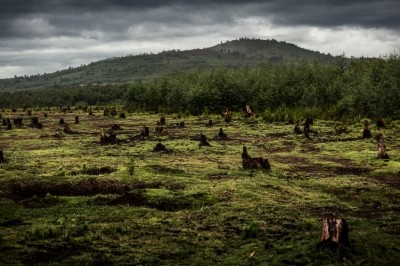 Nestlé, Mars, Unilever and Kellogg have ditched palm oil producer IOI following acts of deforestation. © iStock