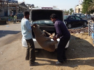 Australian sheep being taken home for slaughter in Kuwait. Source: Animals Australia