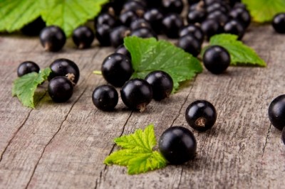 A positive correlation between the contents of anthocyanins and flavonols was found in blackcurrants. (© iStock.com)