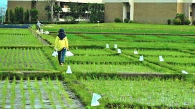 Scientists develop ‘breakthrough’ GM rice with increased iron and zinc