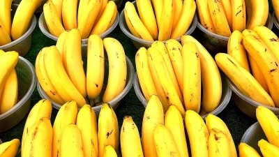 Bananas taking a battering from cyclones and killer soil disease