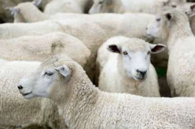 Euthanasia threat for Australian sheep