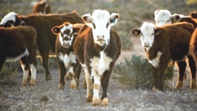 Genomics pioneer set to beef up Australian cattle industry