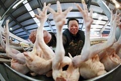 China poultry expected to rise above pork growth