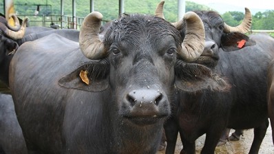 China gorges on Indian buffalo via Vietnam
