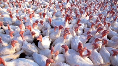 New bird flu strain causing concern for poultry producers in SE Asia