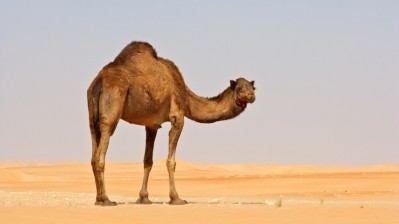 UAE team moves to next stage of project to source gelatin from camels