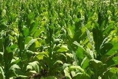 Processing plant seeks to wean Pinoy farmers off tobacco