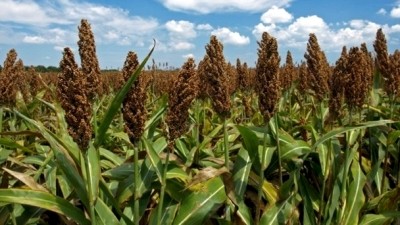 Sorghum takes pressure off wheat production in drought-hit Australia