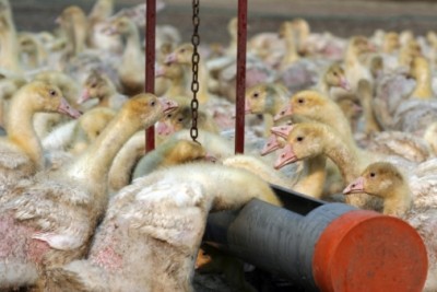 Low pathogenic bird flu threatens Australian exports