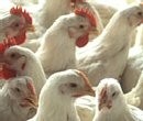 Taiwan bans poultry product exports amid bird flu outbreak