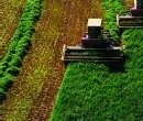 Indonesia leads Southeast Asia in food and agribusiness