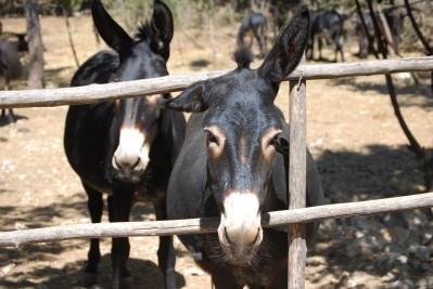 Egypt rocked by dog and donkey meat scandal