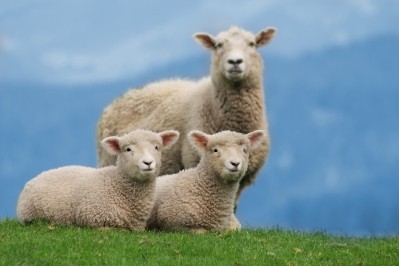 Most lamb imported to China comes from New Zealand and Australia