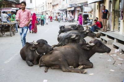 The Indian buffalo population is showing strong growth
