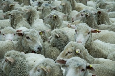 Efforts to prevent Australian sheep cull continue