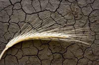 Disasters like drought can affect livestock production