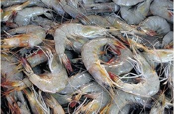 Japan’s new ethoxyquin standard spooks Indian shrimp industry