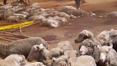 Thousands of sheep were slaughtered in Pakistan. Image source: Animals Australia