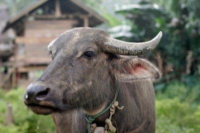 Java, Indonesia, could be one place to set up a buffalo production hub 