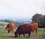 NZ backs premium beef