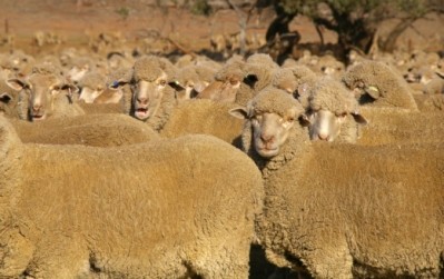 Australia to review livestock exports