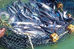 As fish consumption soars, the pressure is on to feed the globe sustainably...