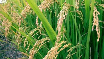 Indian agrifood demand to rise by 136% by 2050