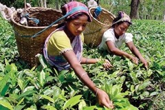 FSSAI to regulate tea trade in India 