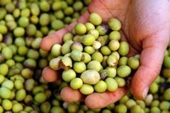 World's sixth biggest GM grower, China will continue to import soy