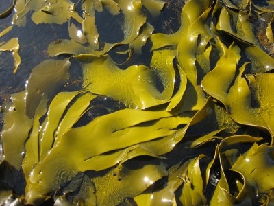“A responsible approach to seaweed production is critical to minimising the environmental and social footprint of commercial seaweed production.”