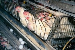 New Zealand outlaws battery hen cages
