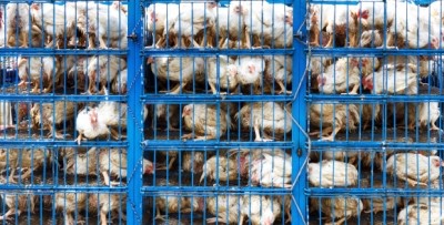 China's bird flu struggles have hit local chicken prices, which could dent return on investment