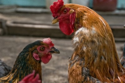 Australian bird flu outbreak leads to import bans