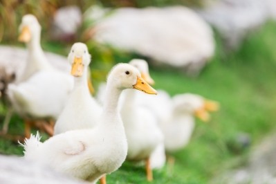 Japan scrambles to limit impact of bird flu outbreak
