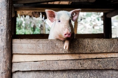 The environmental impact of pig farming means producers face large tax bills