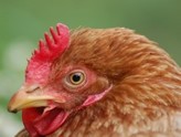 China’s poultry market sees great growth potential