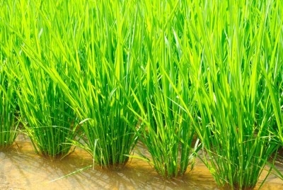 Private agri-groups to develop SE Asian rice supply 