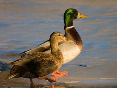 Ducks in Australia found with bird flu but chicken deemed safe