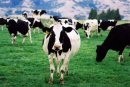 German fund buying up NZ dairy farms