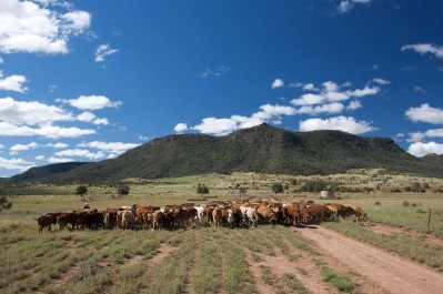 Australian cattle herds have hit record lows