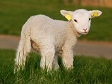 New Zealand's lamb crop was down 1.3m last year